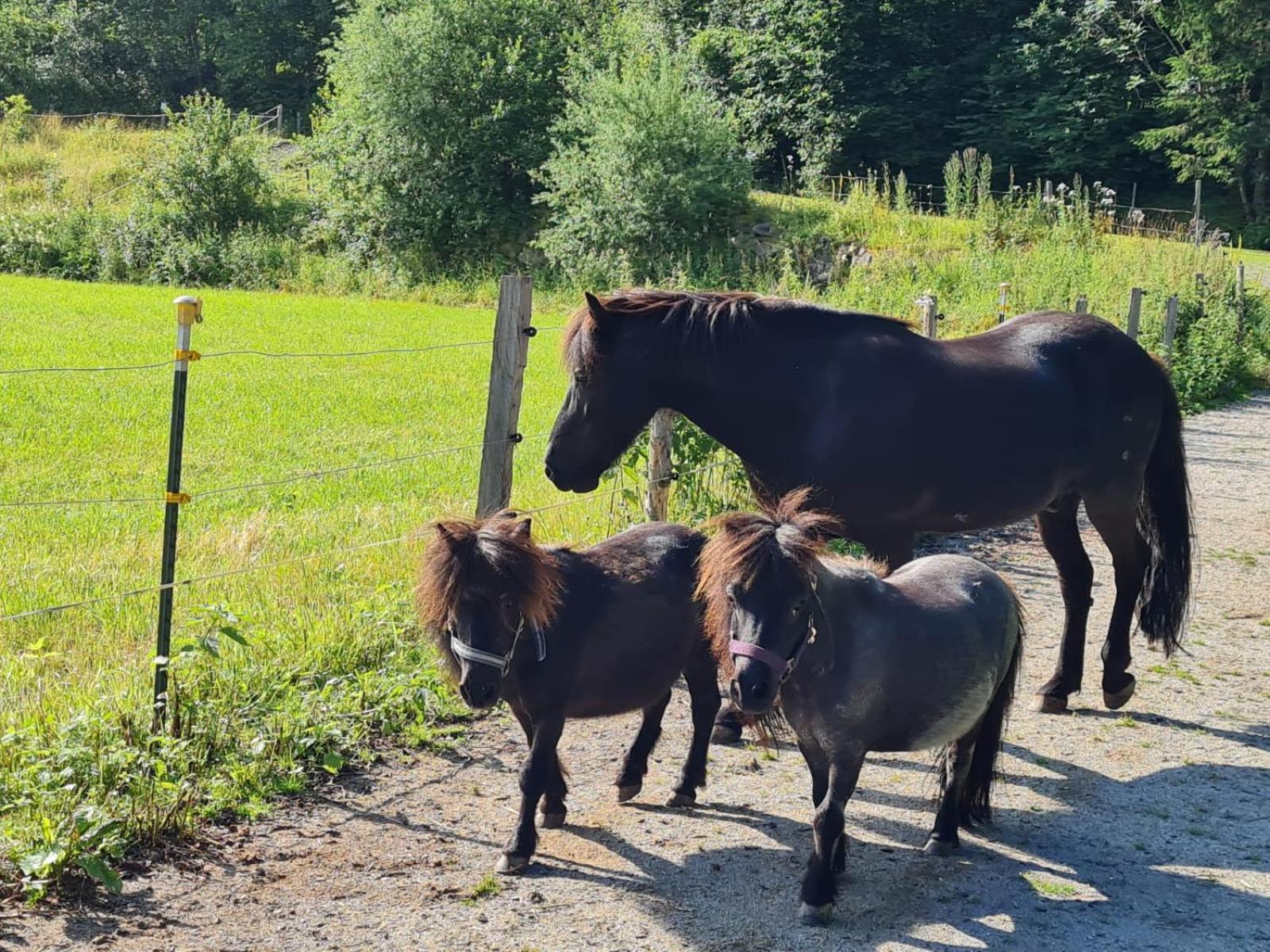 Appartamento Obermuehlhof Saalfelden Esterno foto
